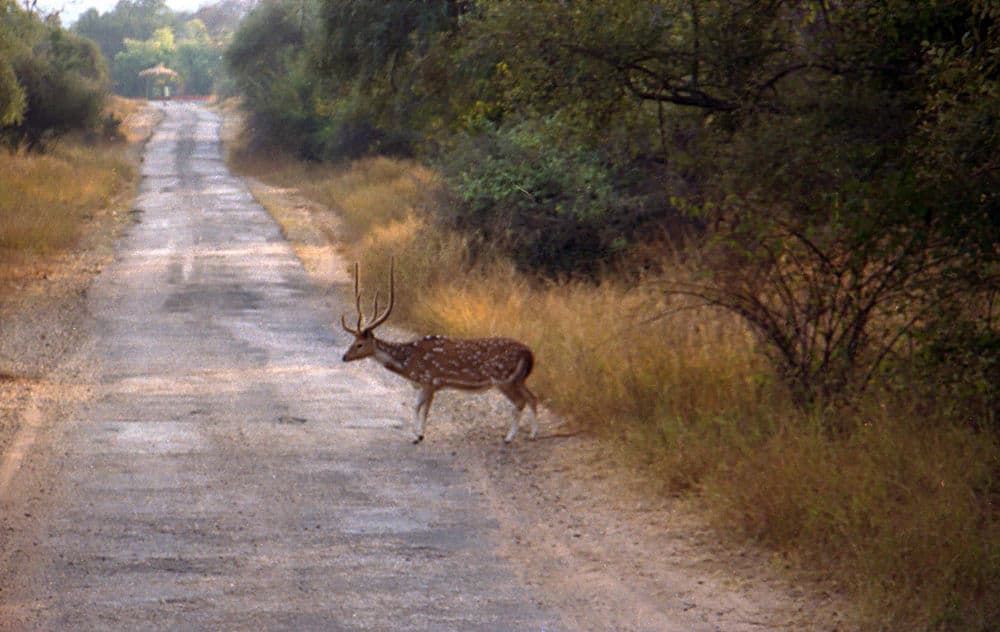 Sariska National Park - Occupies a Total Area of 881 km Square