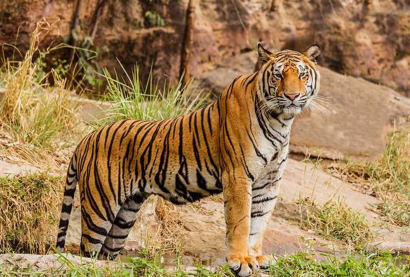 Royal Bengal Tiger Spotted at Sariska National Park