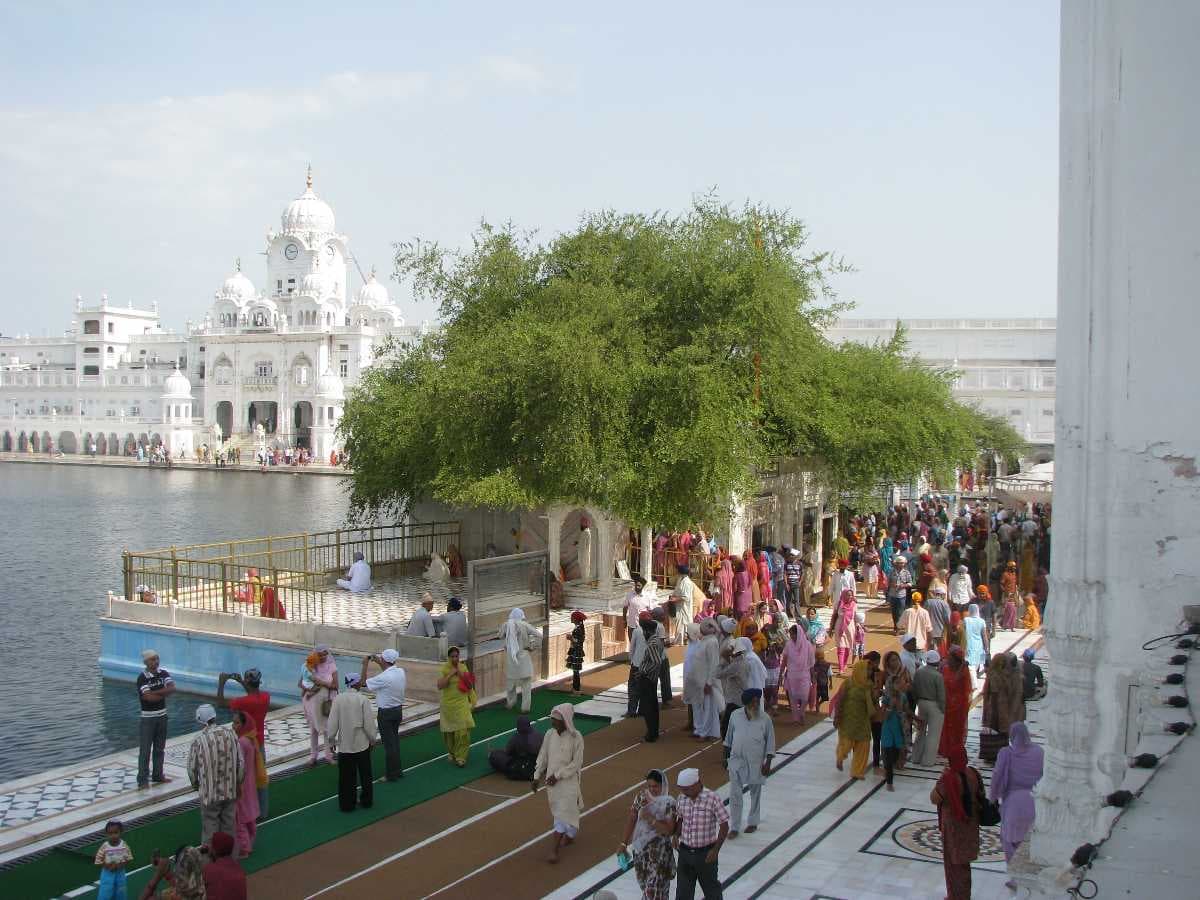 The Dukh Bhanjani Ber Tree