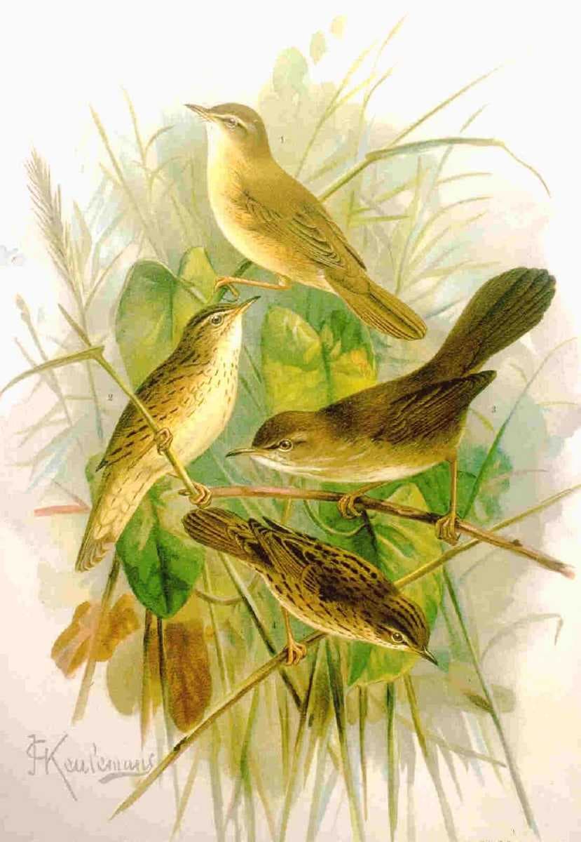 Harike Wetland travel image