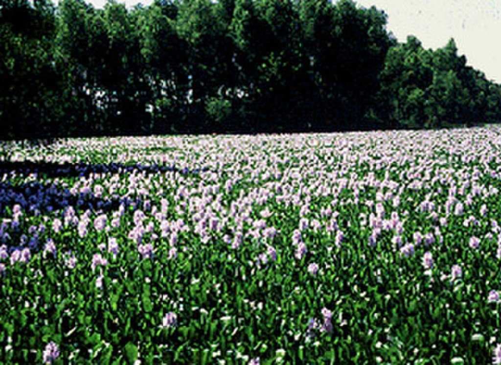 Water hyacinth in the Wetland