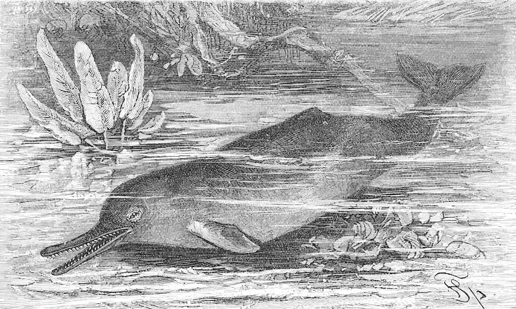 Sketch of Indus River Dolphin