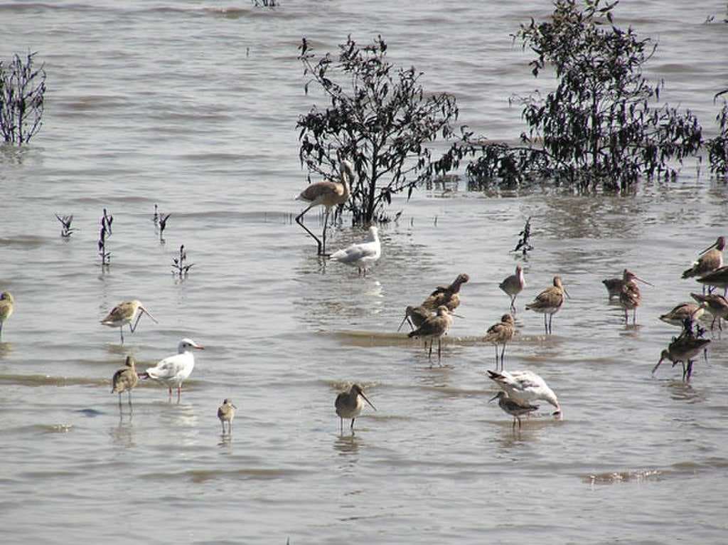 Harike Wetland travel image
