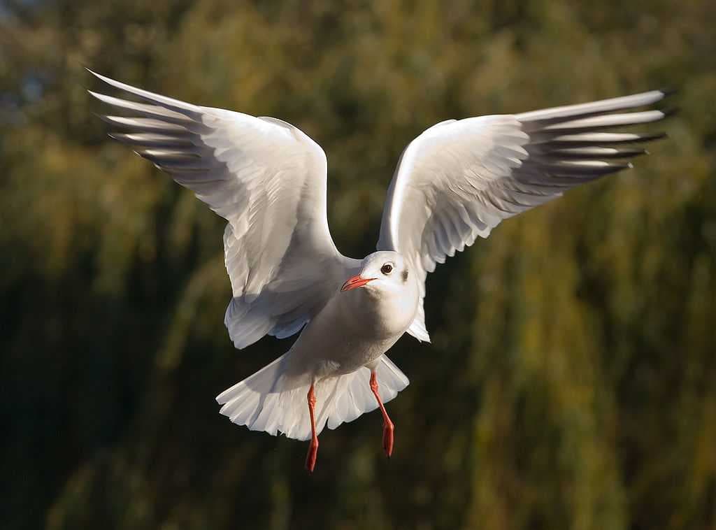Harike Wetland travel image