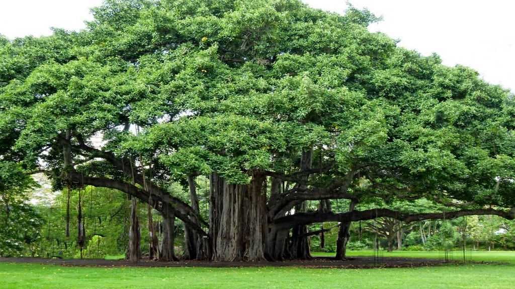 Beautiful Thimmamma Marimanu Tree Named After Thimmamma