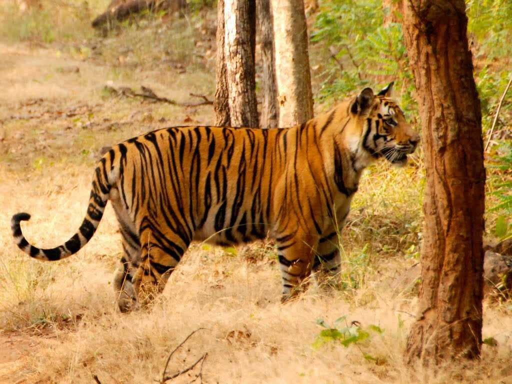 Bandhavgarh National Park