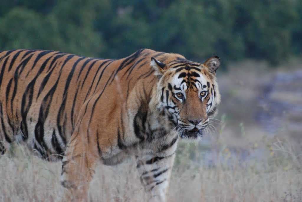 Large Male Tiger Bandavgarh National Park India