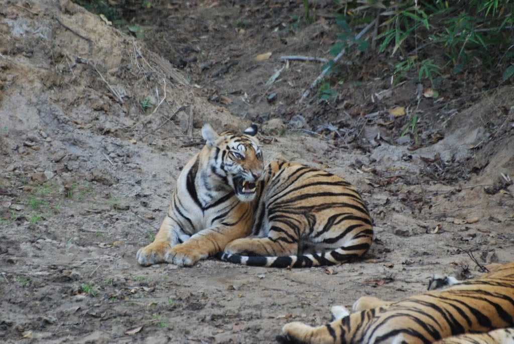 Tiger (Young Female) Bandgavarh National Park India