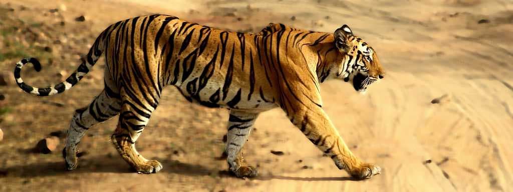 Bandhavgarh National Park travel image