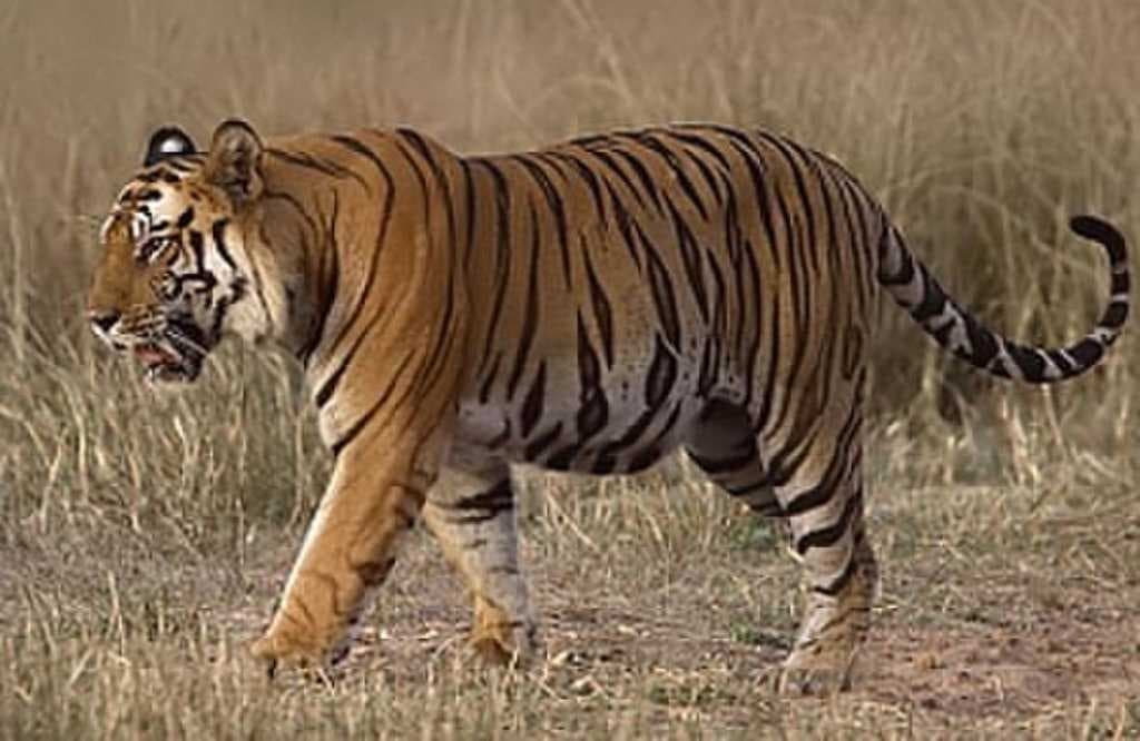 A tiger in Bandhavgarh