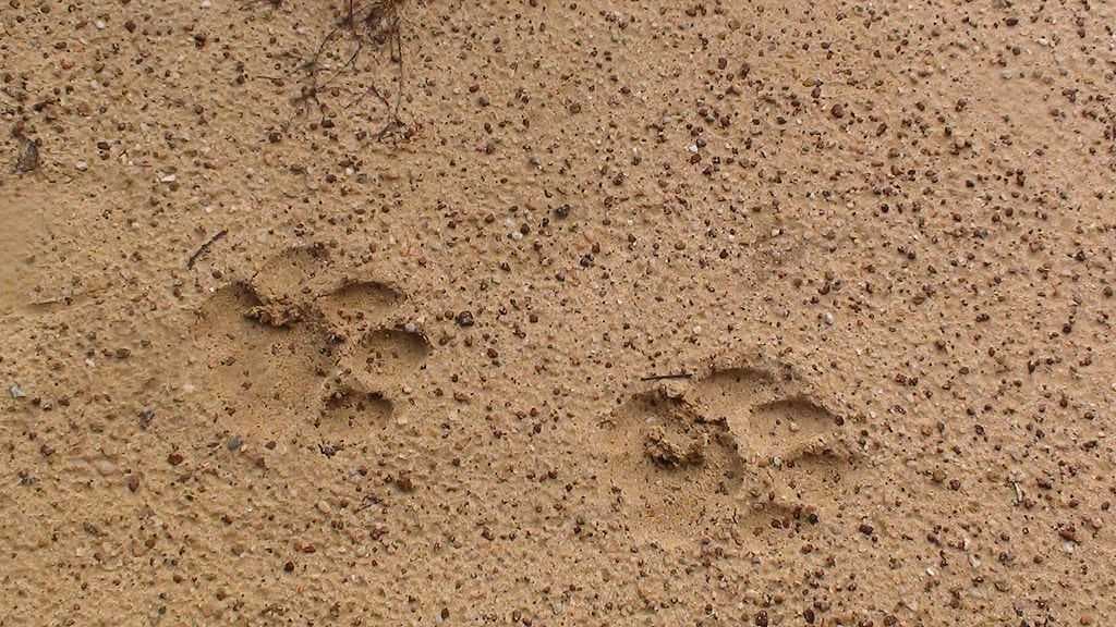 Tiger Paws