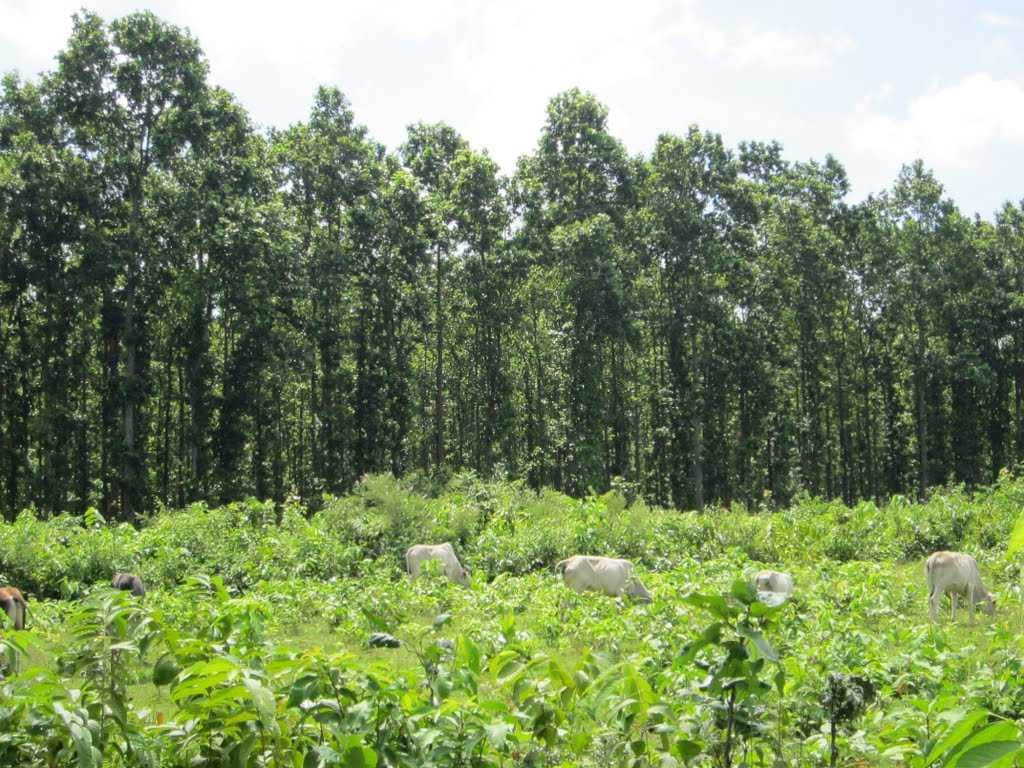 Cattles are grazzing near reserved forest outskirts of Baripada Town