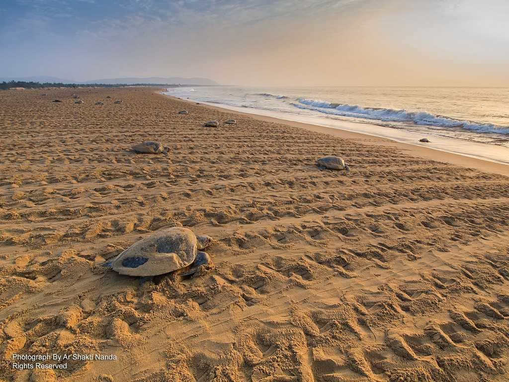 Rushikulya Beach travel image