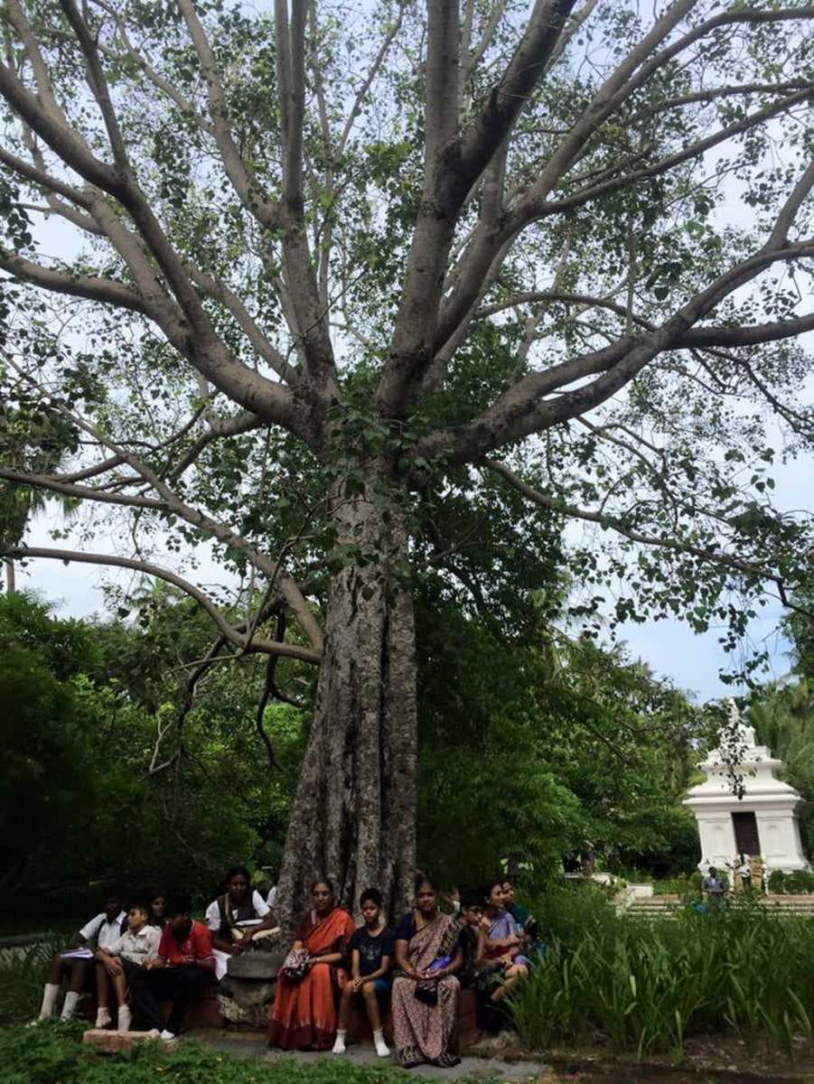 Sapling of the Maha bodhi tree planted in the year 1950 at Theosophical society