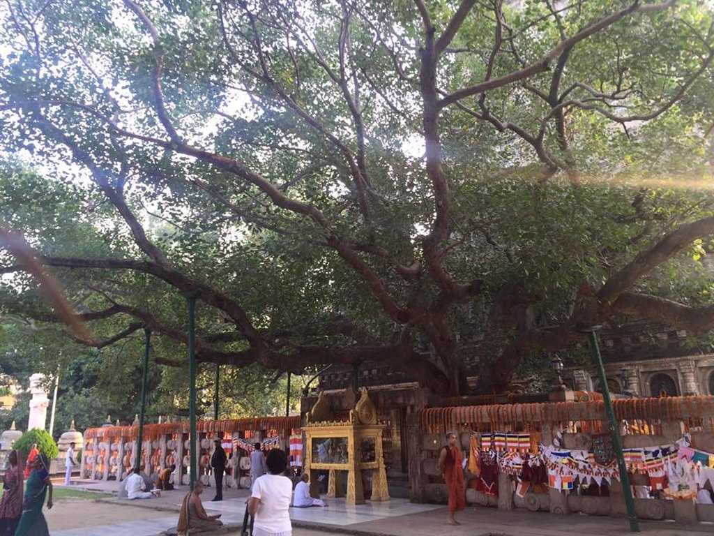 The Mahabodhi tree in Bodhgaya today