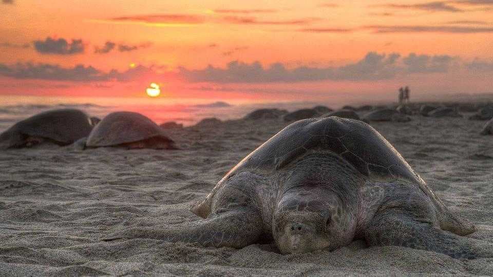 Chennai Turtle Walk - Endangered Olive Ridley Turtles Lay Their Eggs During the Nesting Season Every Year