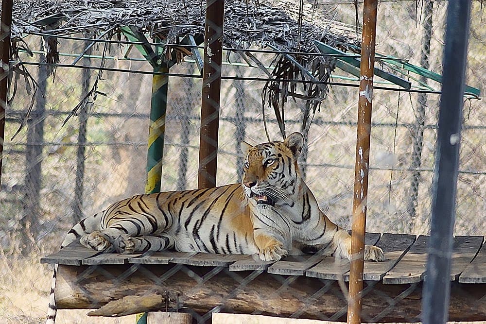 Arignar Anna Zoological Park travel image