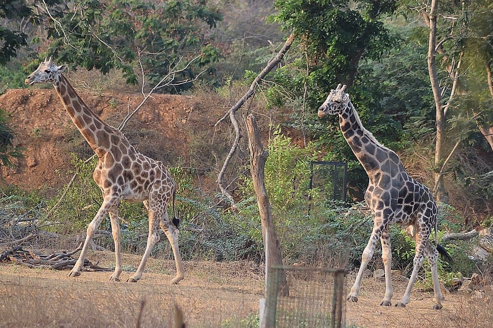 Arignar Anna Zoological Park travel image