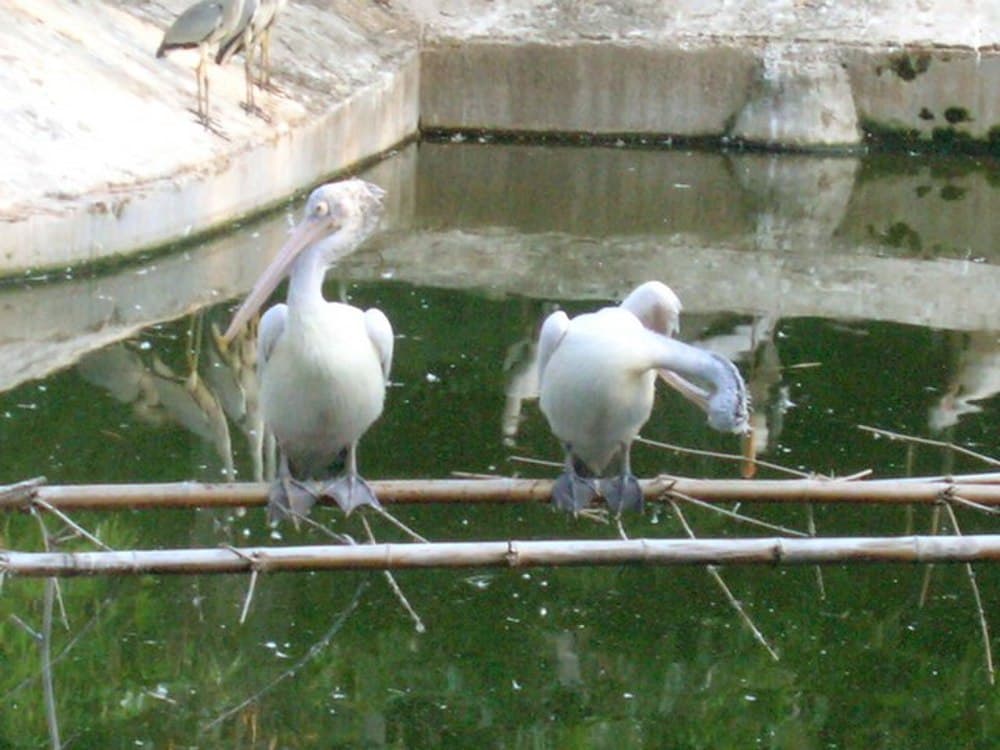 Arignar Anna Zoological Park travel image