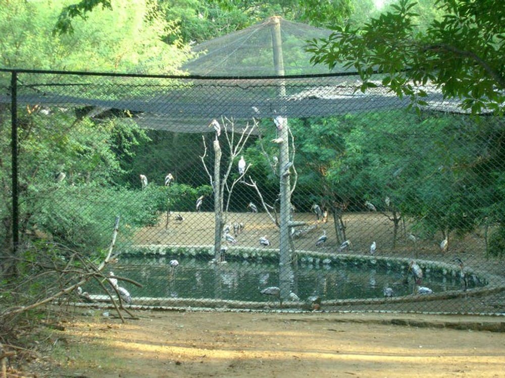 Arignar Anna Zoological Park travel image