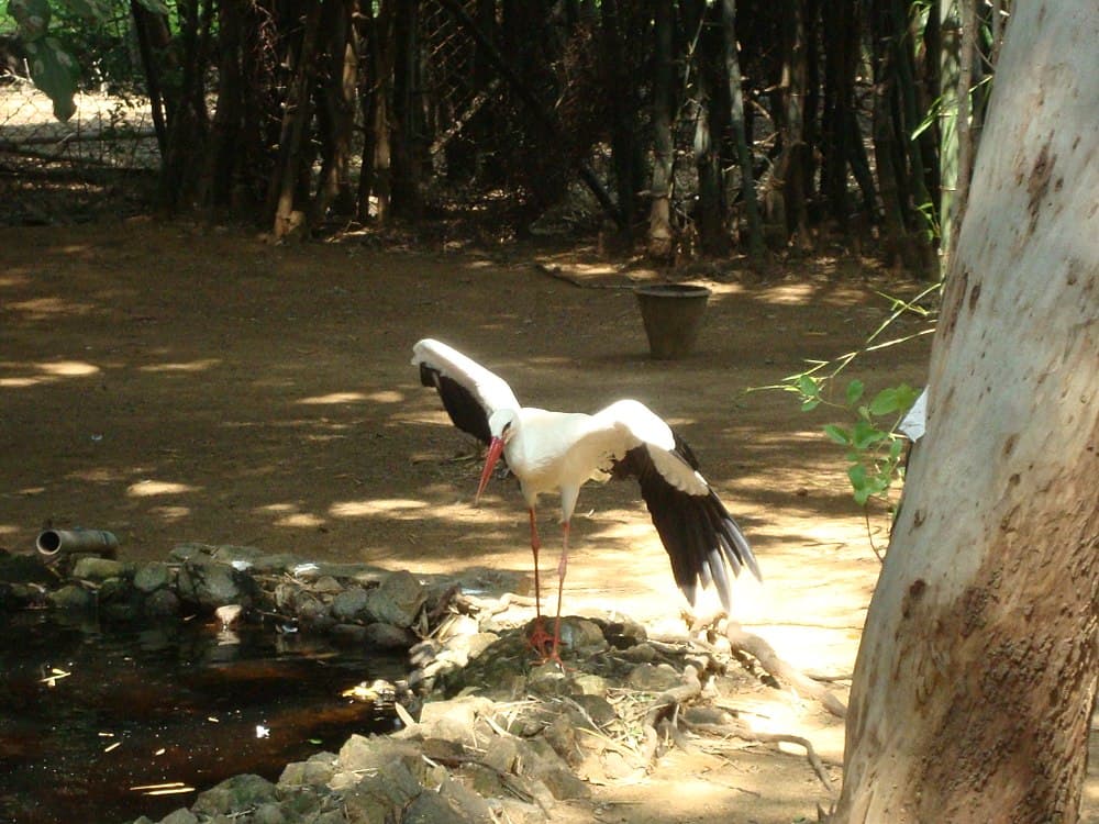 Arignar Anna Zoological Park travel image