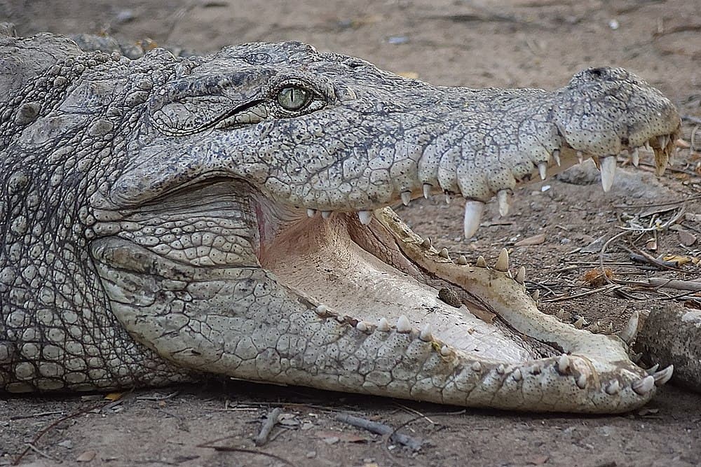 Arignar Anna Zoological Park travel image
