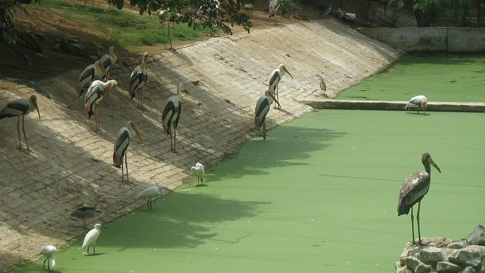 Arignar Anna Zoological Park travel image