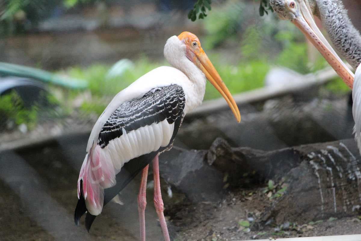 Guindy National Park travel image