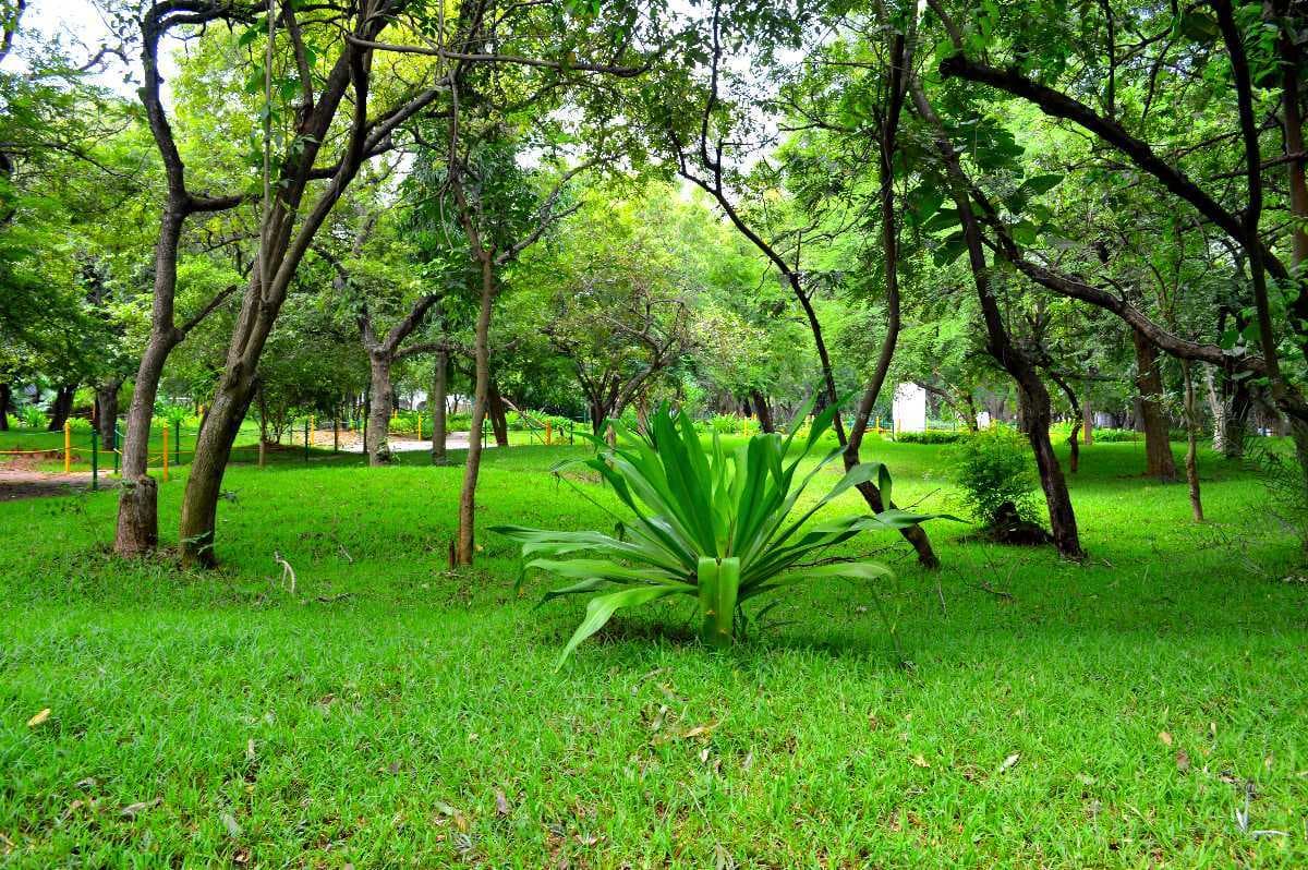 Guindy National Park travel image
