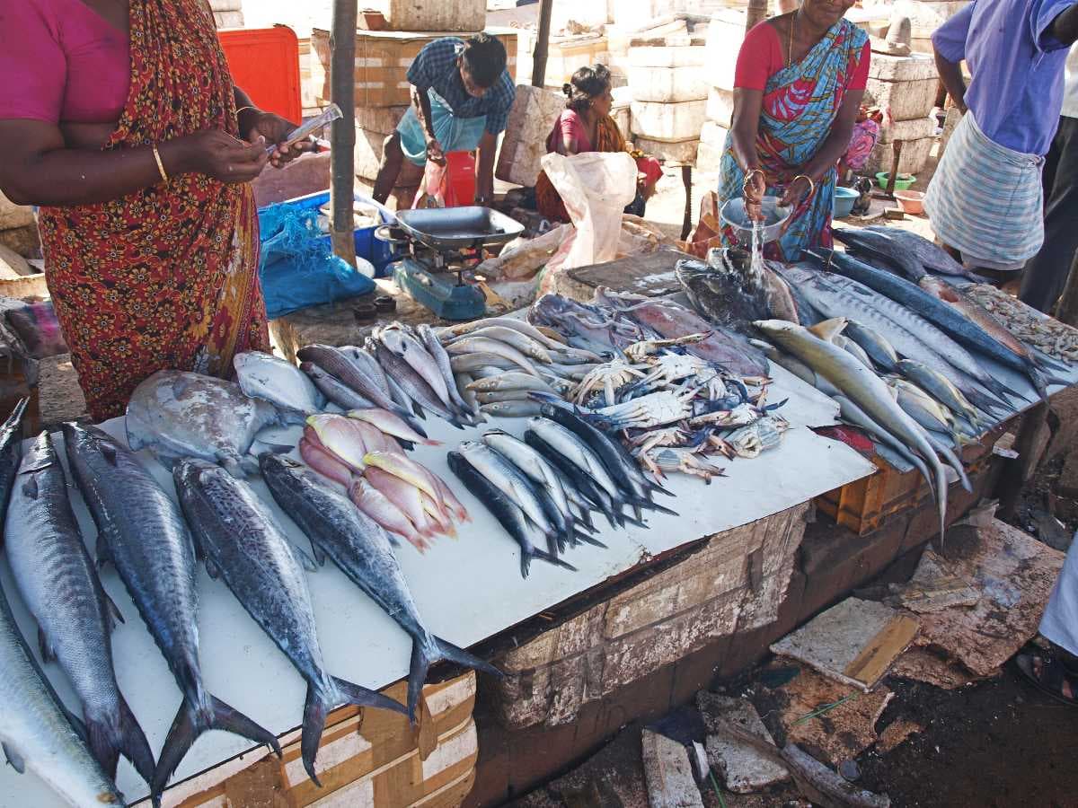 Vanagaram Fish Market - Most Popular Wholesale Fish Market in Chennai