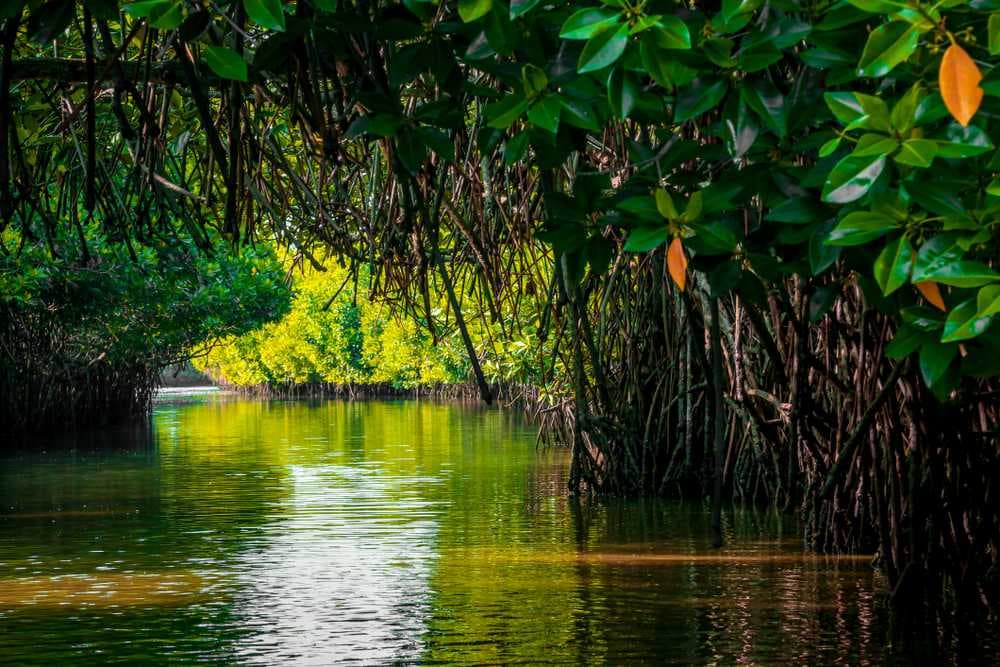 Pichavaram Mangrove Forests - Spread Over 1100 hectares of Land