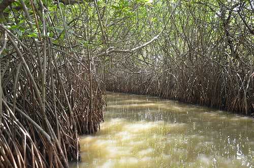 Pichavaram Mangrove Forests travel image