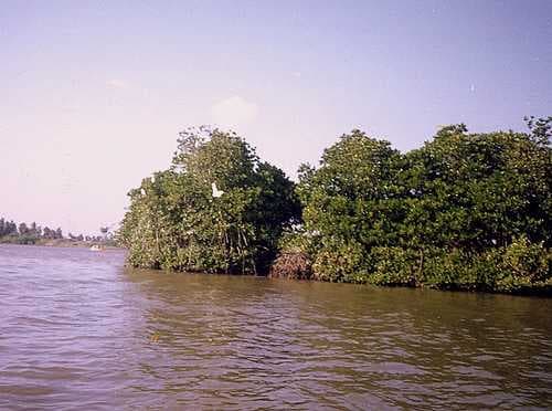 Pichavaram Mangrove Forests travel image