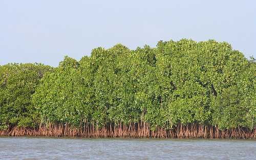 Pichavaram Mangrove Forests travel image