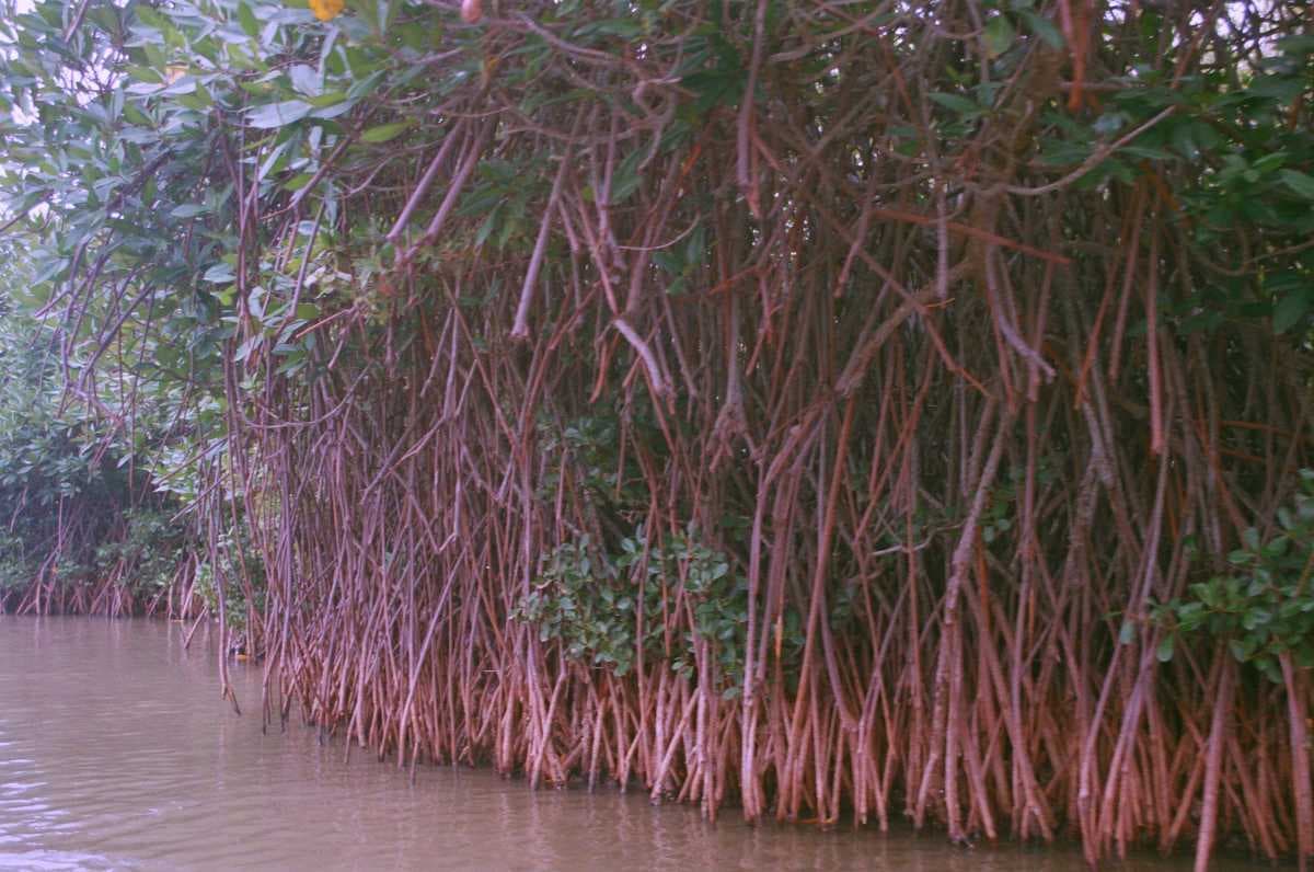 Pichavaram Mangrove Forests travel image