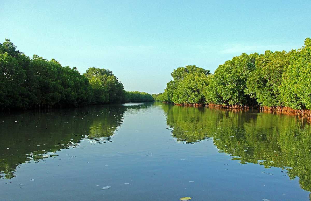 Pichavaram Mangrove Forests travel image