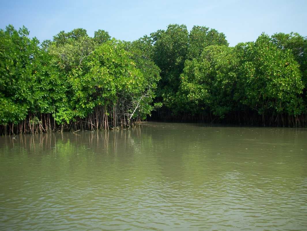 Pichavaram Mangrove Forests travel image