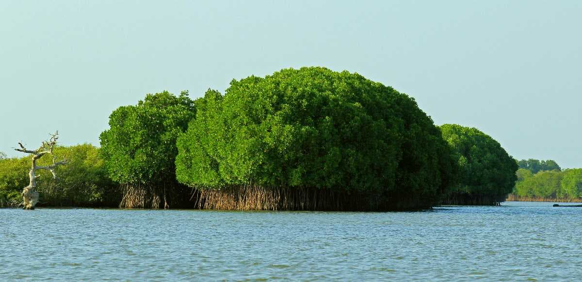 Pichavaram Mangrove Forests travel image