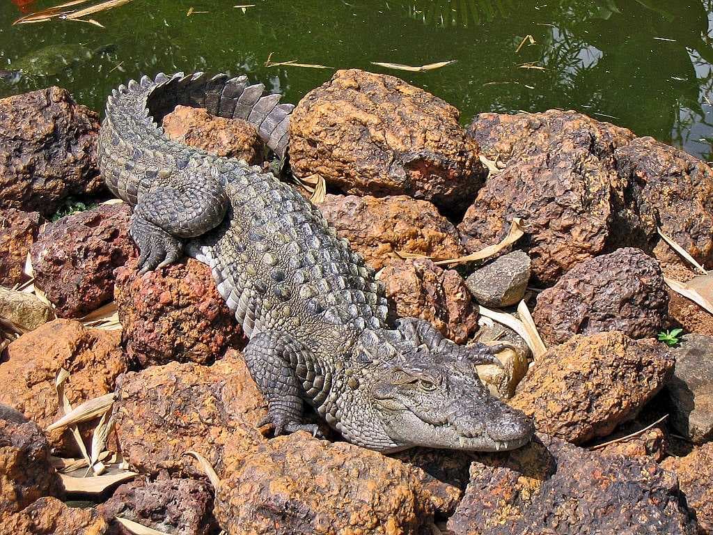 Marsh crocodiles found in abundance in the Bhadra River and Bhadra Reservoir