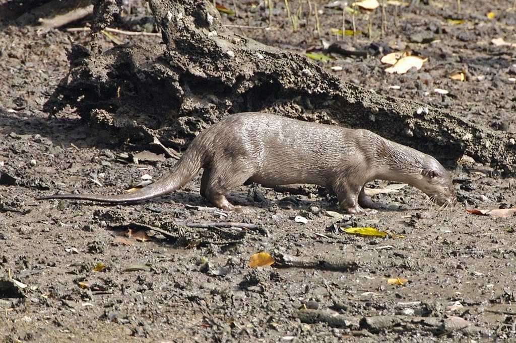 Smooth-coated otter found in the reservoir