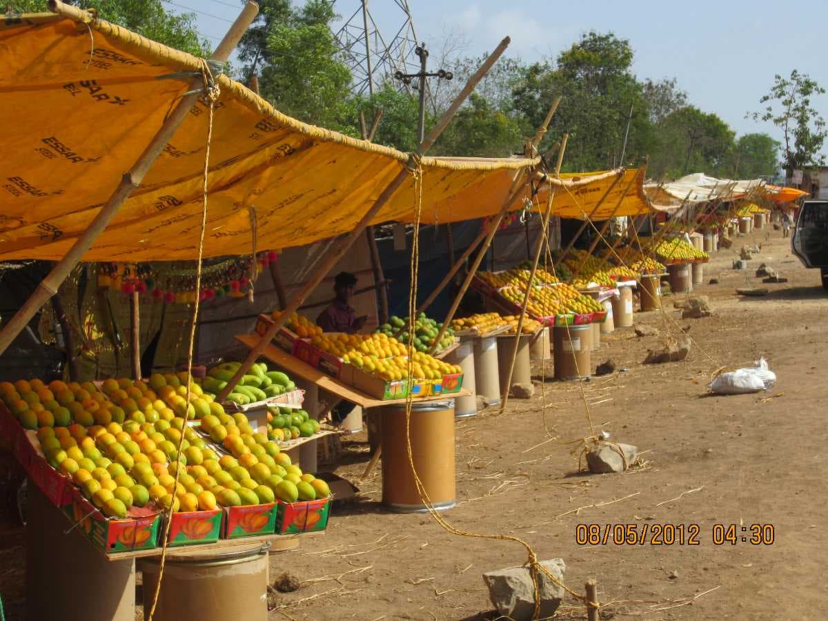 Mango Market Yard - One of the Best Place for Mango Shopping