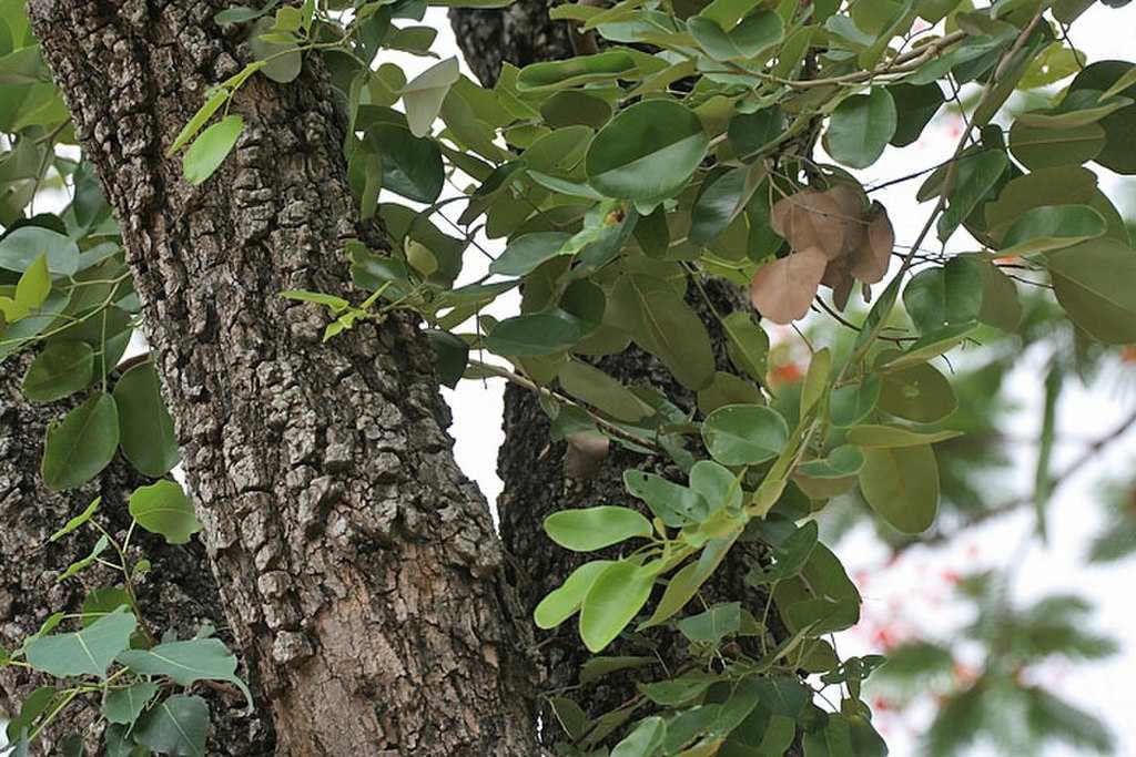 Sri Venkateshwara National Park - Home for a Variety of Flaura and Faua