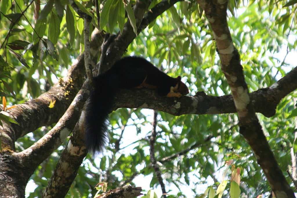 Sri Venkateshwara National Park is Spread Over an Area of 136 sq mi