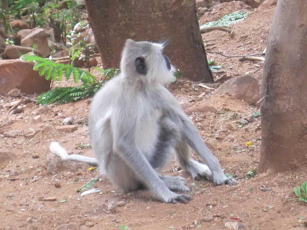 Gray Langur Spotted in Sri Venkateshwara National Park