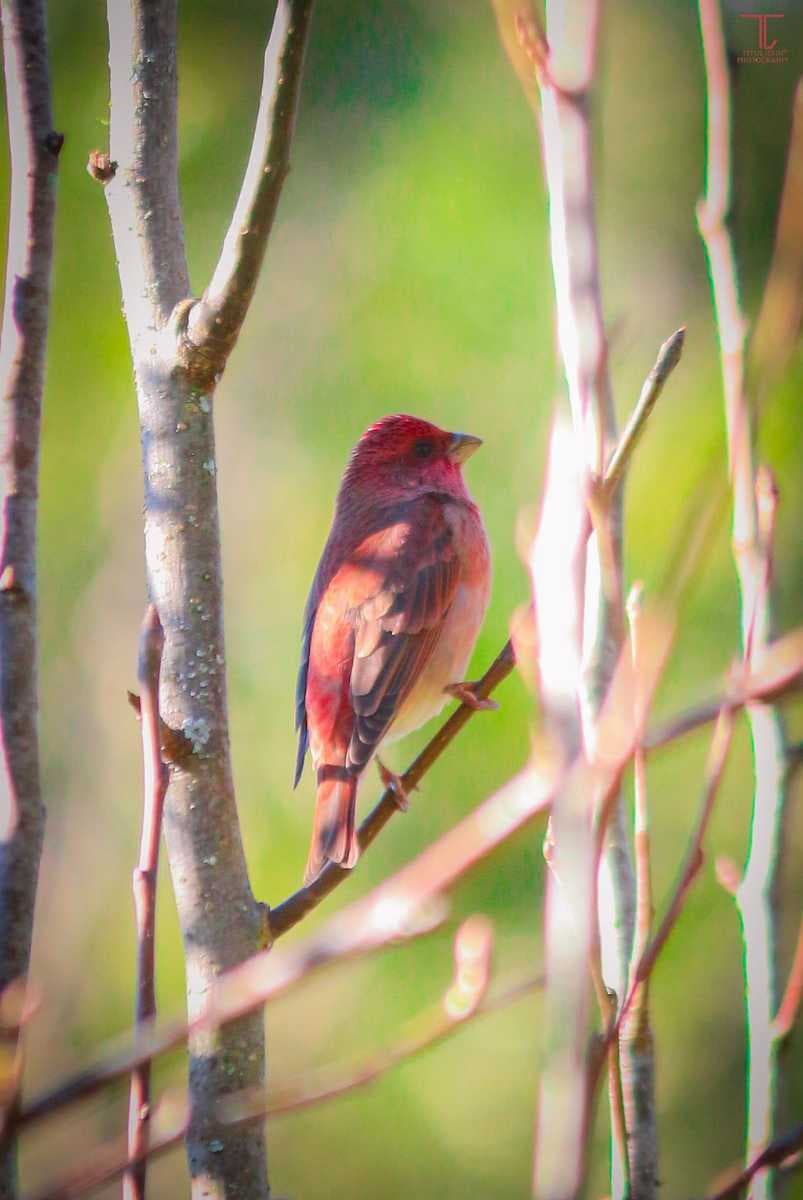 A Common Rosefinch (Male) In Sim's Park, Coonoor