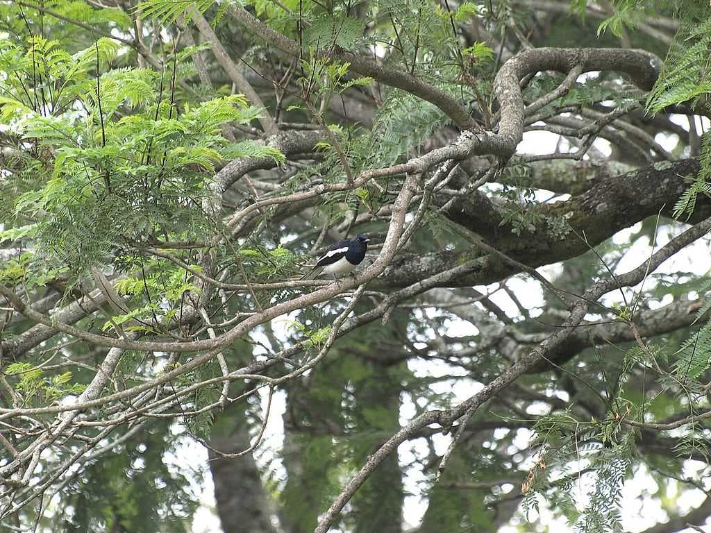 tree and a bird