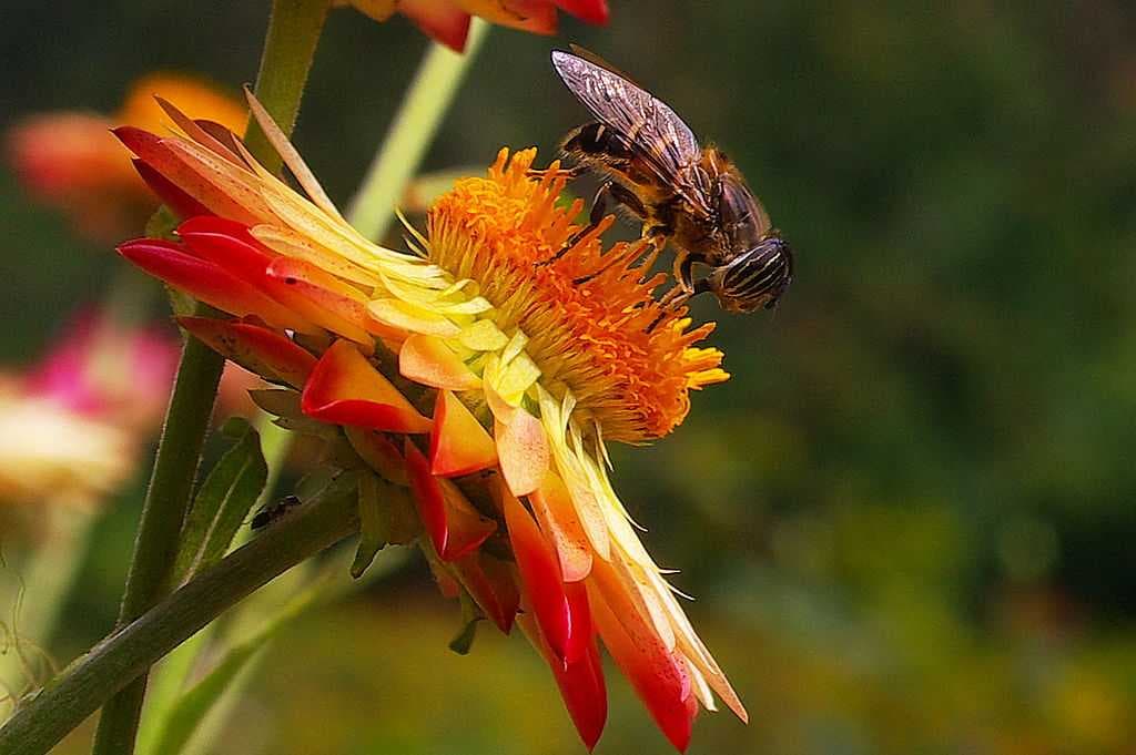 Breakfast time for the bee