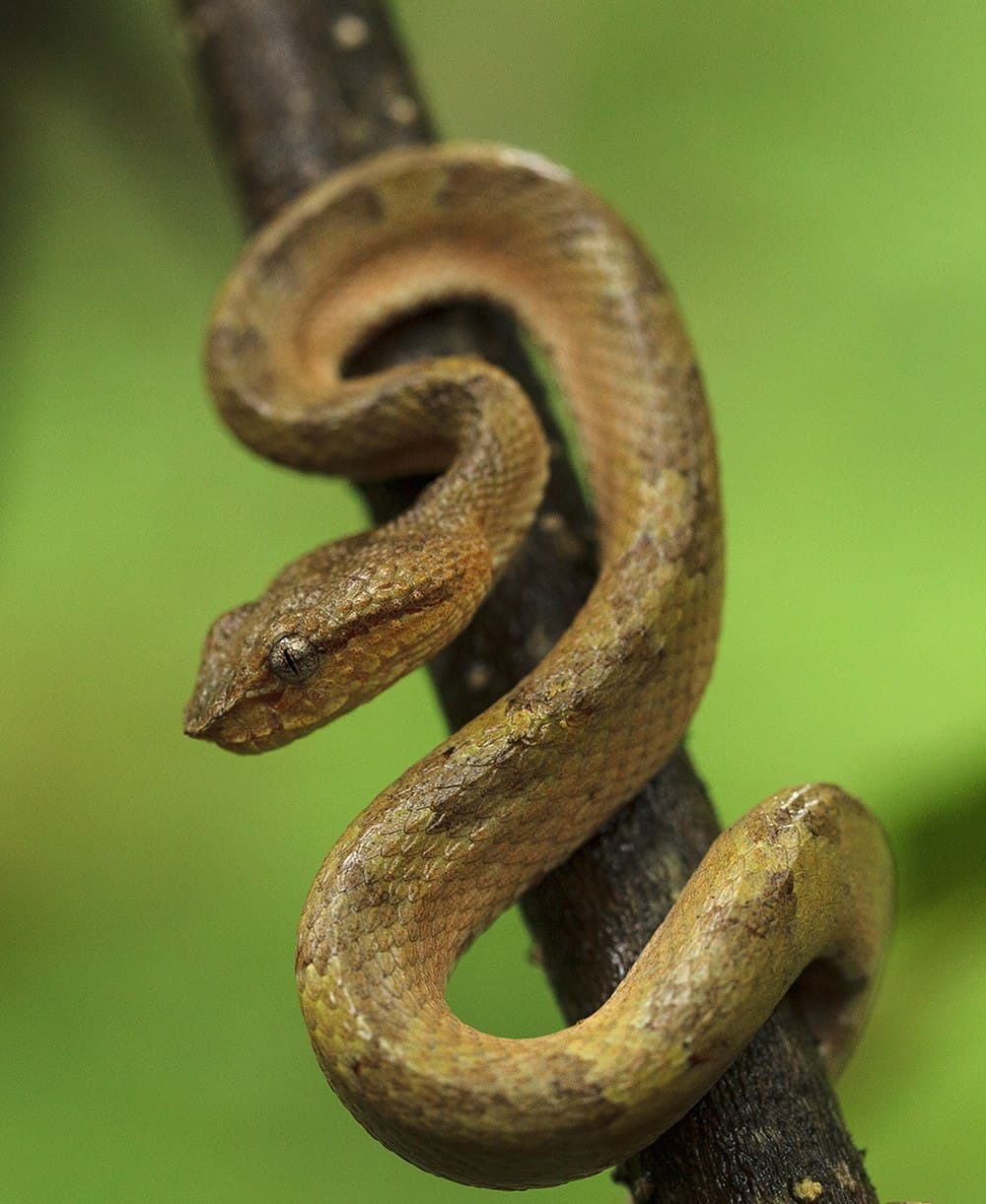 Brahmagiri Wildlife Sanctuary travel image