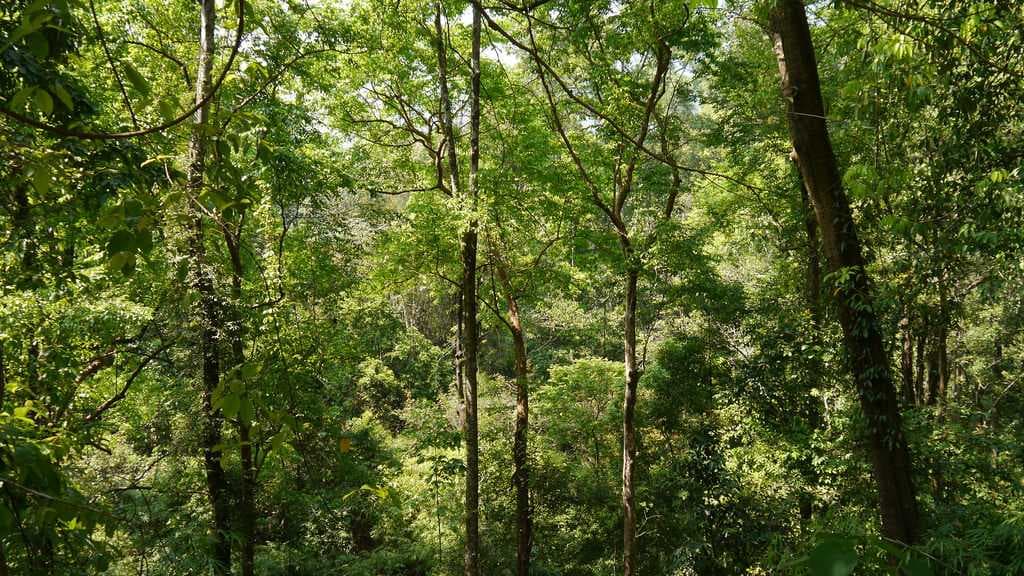 Brahmagiri Wildlife Sanctuary travel image