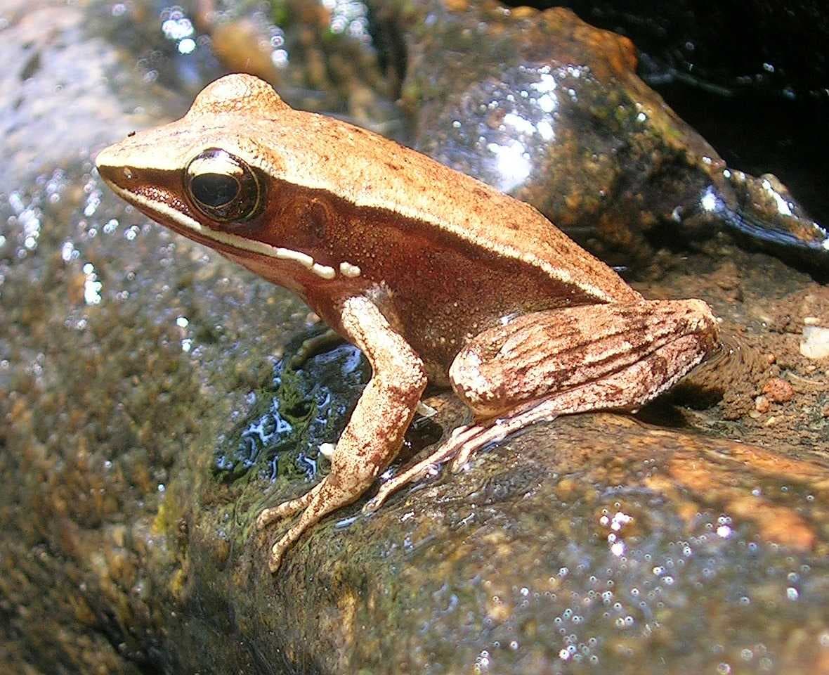 Brahmagiri Wildlife Sanctuary travel image